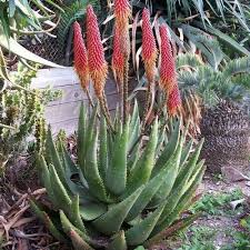 Image result for Aloe aculeata × ortholopha