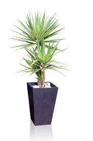 Great chair in packaging, will most definitely purchase from them again. Yucca Tips And Guidance To Care For It Best