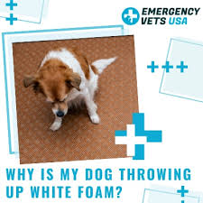 Let's discuss the two most serious circumstances behind your dog throwing up white foam. Why Is My Dog Throwing Up White Foam What To Do About It