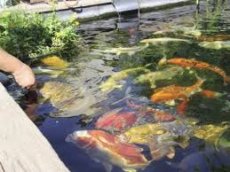 Ich sehe große schönheit und gelassenheit, wenn ich goldfische sehe, die zart durch das wasser schwimmen. Bananen Und Kois Im Xxl Format N Land