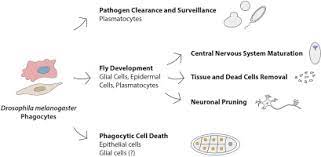 Phagocytosis In Drosophila From Molecules And Cellular Machinery To Physiology Sciencedirect