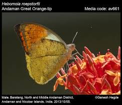 Image result for Rothmannia macrosiphon