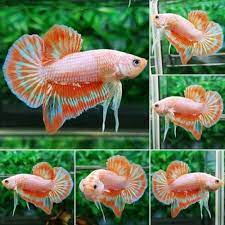 Pin On Pez Betta