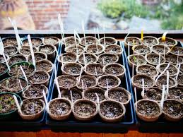 Check spelling or type a new query. The Beginner S No Fail Guide To Starting Seeds Indoors Garden Betty