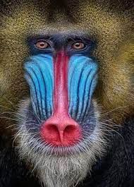 Pin By Curte Atkinson On An Selvag African Animals Photography Wildlife Photography Tips Mandrill