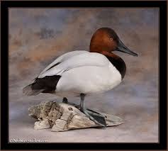 New Mounts Gallery 1 Duck Mount Waterfowl Taxidermy Duck Wallpaper