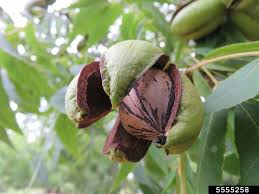 Image result for Carya illinoinensis
