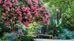 how to grow crepe myrtles lythraceae southern living