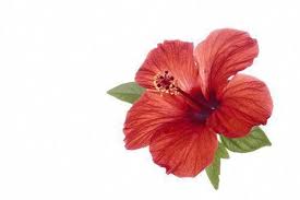 Pin On Hibiscus