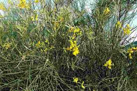 Image result for Aptosimum junceum