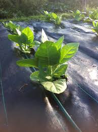 Beginner exposure the leaves are as large and hairy as a commercial tobacco plant, but the stately flower stems are its. Growing Tobacco 6 Steps With Pictures Instructables