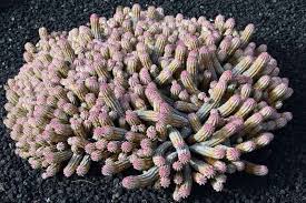 Image result for Euphorbia unicornis