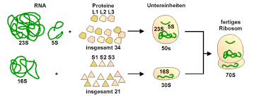 Dann wird die rna in dna überführt, das macht man mit einer enzymreaktion, die man als „reverse transkription (rt) bezeichnet. Ribosomen Helmholtz Zentrum Dresden Rossendorf Hzdr