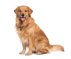 Image result for golden retriever