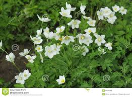 Machen sie ihren freunden, ihrer familie, den kollegen und ihren bekannten eine freude. Weisse Blumen Im Garten Stockbild Bild Von Garten Weisse 51783929