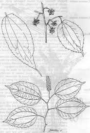 Image result for Morus mesozygia