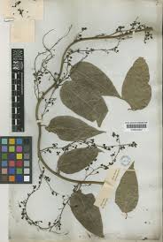 Image result for Tiliacora