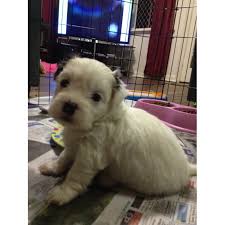 Shih tzu chihuahua mix brown. Shih Tzu Chihuahua Mix Price Off 60 Www Usushimd Com