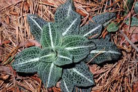 Image result for Goodyera