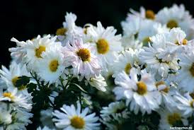 So Klappt Es Mit Chrysanthemen Im Garten Sortentipps Garten Chrysanthemen Herbstgarten