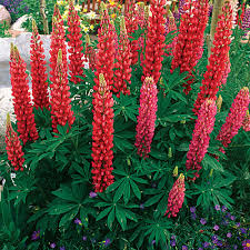 Spent flowers dry in place on the stems.key attributes: 10 Perennials Easily Grown From Seed Finegardening