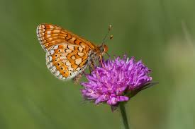 Image result for Aurinia