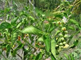 Image result for Croton kilwae