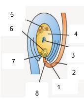 Inti endosperma yang triploid berasal dari peleburanhal ini juga yang menyebabkan angiospermae mengalami pembuahan ganda. Perhatikan Gambar Berikut Peleburan Bagian Yan