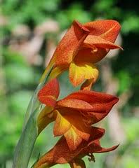 Image result for Gladiolus unguiculatus