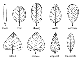 Plants as diverse as pond lily, dogbane and american basswood trees all have cordate leaves. Different Names For Different Shapes As A Method Of Categorization And Identity Black And White Drawing Il Leaf Drawing Leaves Drawing Flower Tattoo Outline