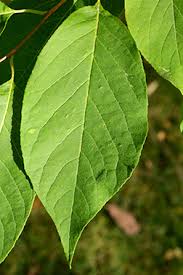 Image result for Halesia