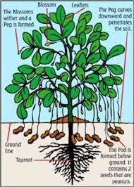 Growing Peanuts For Beginners Ebook By Jane Greeley Rakuten Kobo Growing Peanuts Plants Growing Food
