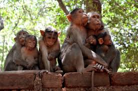 Monkies Other Animals Background Wallpapers On Desktop Nexus Image 2366145 A monkey is any member of two of the three groupings of simian primates, the new world monkeys and the old world monkeys. background wallpapers on desktop nexus