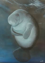 Endangered mermaids is the story of the florida manatee, a marine mammal struggling against extinction, and the people who are devoted to keeping them . January 9 Columbus Mistook A Manatee As A Mermaid