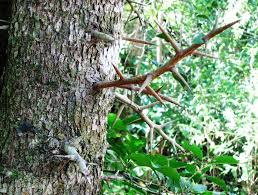 Image result for Scolopia zeyheri