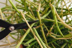 Pencil cactus or walking stick cactus 5 cuttings. Pencil Cactus Plant Care Growing Guide