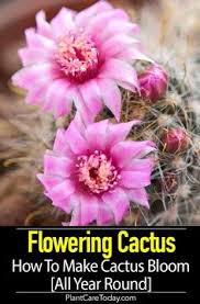 You only need to repot desert cacti when the roots completely fill the pot. 450 Growing Succulents Cactus Ideas In 2021 Succulents Plants Growing Succulents
