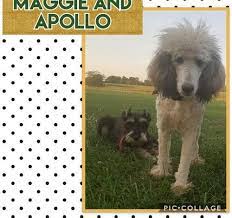 In addition to breeding schnoodles, they also offer boarding. Giant Schnauzer Puppy For Sale Adoption Rescue For Sale In Bolivar Missouri Classified Americanlisted Com