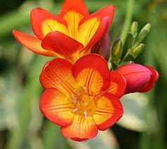 Red Sunset Freesia 10 Bulbs Indoors Or Out Fragrant 6 7 Cm Bulbs Flower Farm Single Flower Flowers Petals