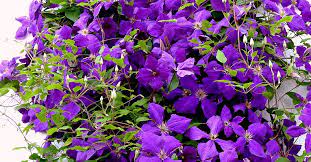 Since this group blooms only on old wood, cutting too low or too early in the. Clematis Hybrids With Large Flowers Information On Biology Varieties Cultivation Pruning And Trellises