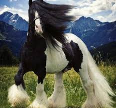 Beautiful Black And White Mustang Horse Beautiful Black White Horse Horses Beautiful Horses Most Beautiful Horses
