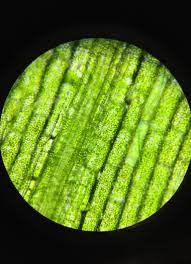 How its different from animal cell? Plant Cells Under The Microscope Microporn