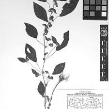 Image result for Paranecepsia alchorneifolia