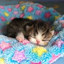 Citlaly On Twitter In 2020 Kittens Cutest Baby Cats Cute Baby Animals
