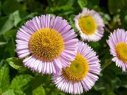 1388 daisy ave long beach, ca 90813. Seaside Daisy Care Tips On Seaside Daisy Planting In Gardens