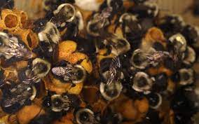 Bumble bee nest in bird nest box. How Do I Identify A Bumblebee Nest Abc Humane Wildlife Control And Prevention