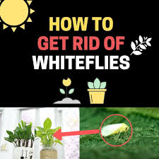 In the absence of natural enemies and other natural control factors such as heavy rain, a few individuals can produce thousands in a very short time. How To Get Rid Of Whiteflies On Indoor Plants Naturally Fast Bugwiz