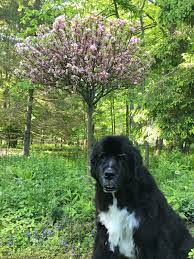 « more of the prescription gardener » How To Choose A Memorial Tree The Impatient Gardener