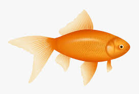 Download high quality small fish clip art from our collection of 41,940,205 clip art graphics. Small Fish Png Goldfish Clipart Transparent Png Transparent Png Image Pngitem