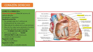 Atrial auricle, auricula atrii, auricula (cor), atrial appendage. Configuracion Interna Del Corazon